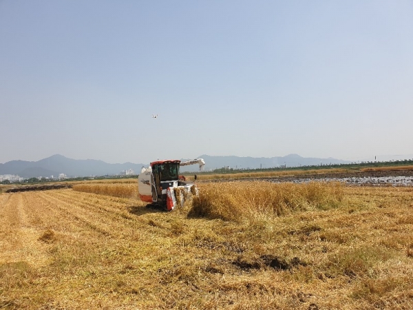 강진읍 초동마을에서 쌀귀리를 수확하고 있다.