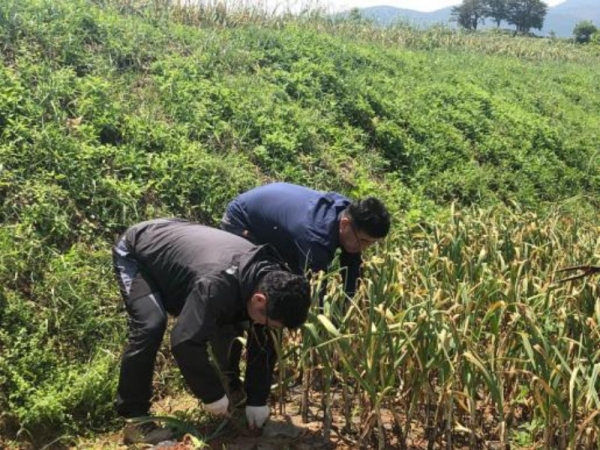 지난 5월 31일 병영면 하고마을에서 마늘수확농가의 일손을 돕고 있다.