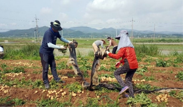 장동면 행정복지센터 직원 15명은 감자밭(2,168㎡)에서 감자 수확과 폐비닐 수거하고있다.