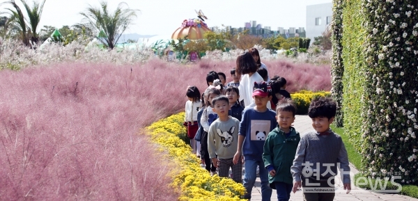 지난해 축제 당시 중앙광장 내 핑크뮬리 꽃길 및 전경(사진=함평군 제공)