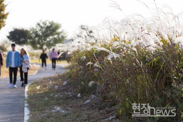 [사진=오상용 기자] 제5회 영산강 서창들녘 억새축제