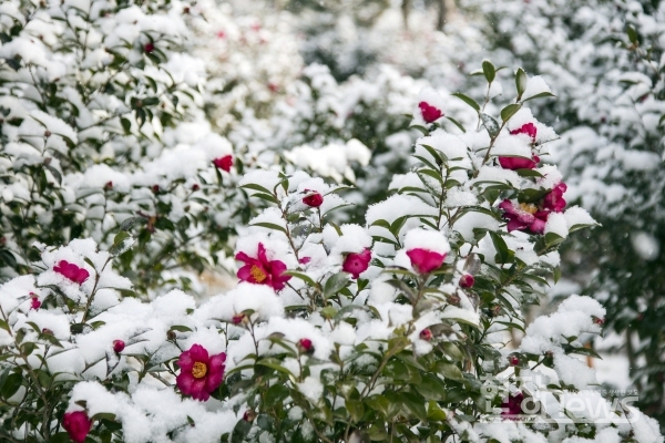 신안군(군수 박우량)에서는 ‘겨울 서정 사진 공모전’을 실시한다. 압해_눈오는날분재공원_애기동백꽃(사진=신안군 제공)