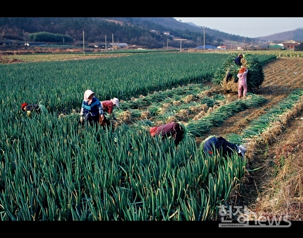 진도군, 2020년 채소가격안정제 활성화 간담회 개최(대파수확 자료사진)/진도군 제공