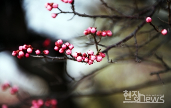 전남대 ‘대명매’ 꽃망울(사진=조영정 기자)