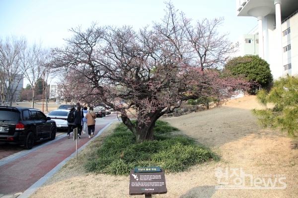 전남대 ‘대명매’ 꽃망울(사진=조영정 기자)